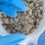 iStar T LCG bulk flower