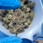 iStar's Triple Scoop bulk flower