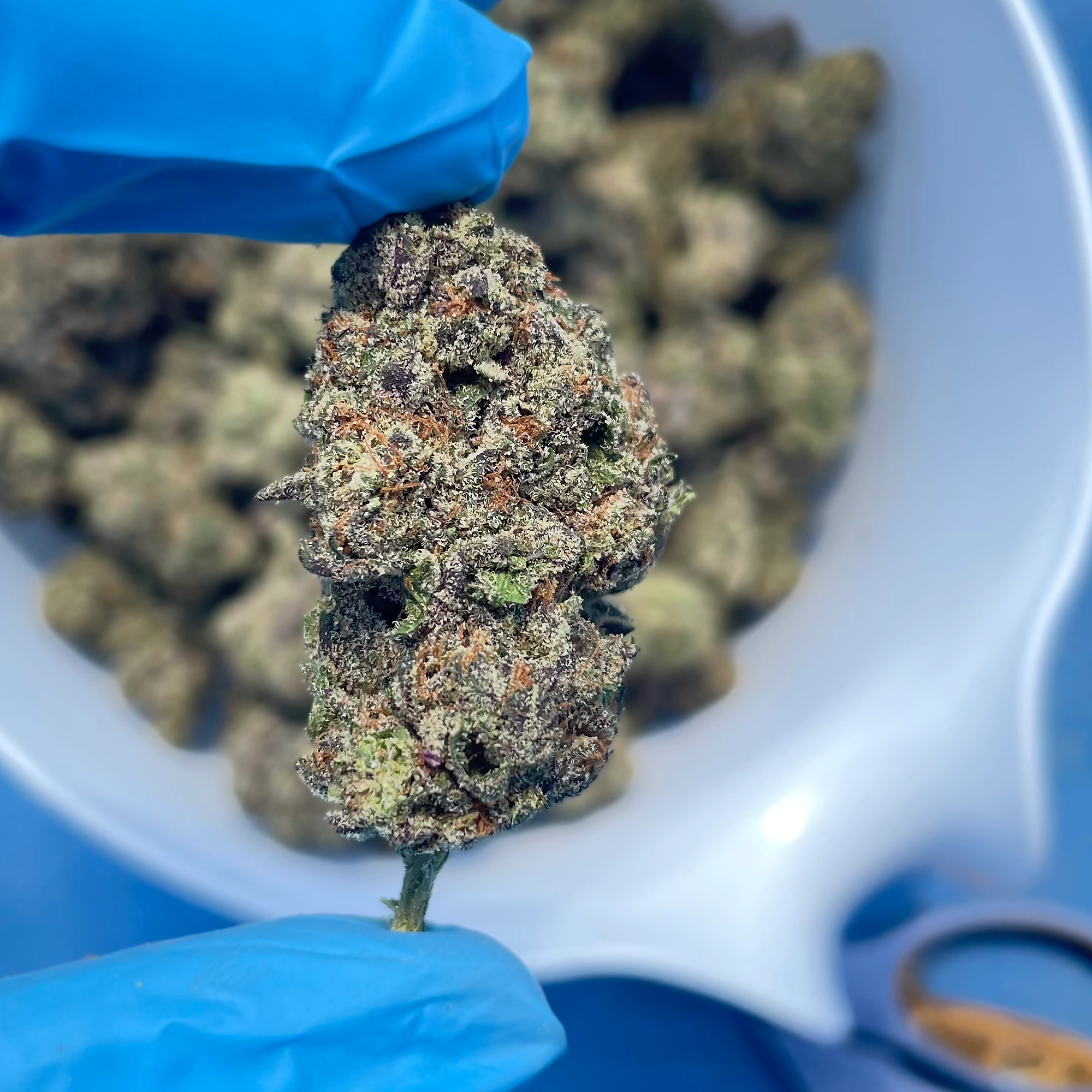 triple-scoop-bulk-flower iStar's Triple Scoop bulk flower