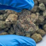 Cherry Pie bulk flower (p)