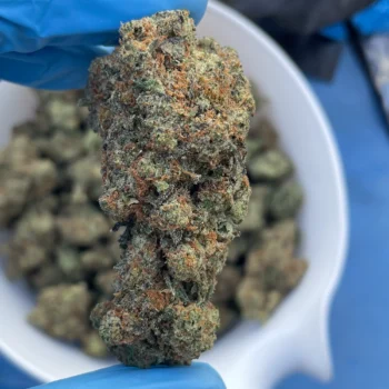 devil candy bulk flower (p)