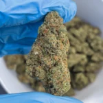 fruity stripe bulk flower image