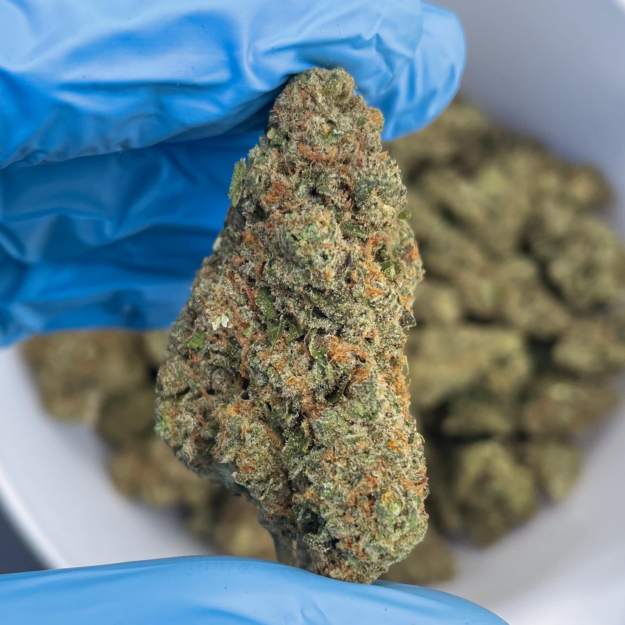 fruity-stripe-bulk-flower-g fruity stripe bulk flower image