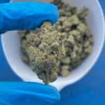 devil candy bulk flower (p)
