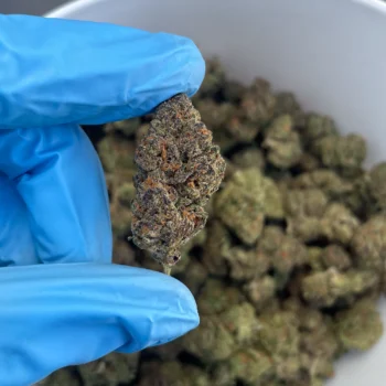 GMO cookies bulk flower G