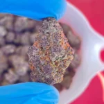 iStar trop cookies bulk flower