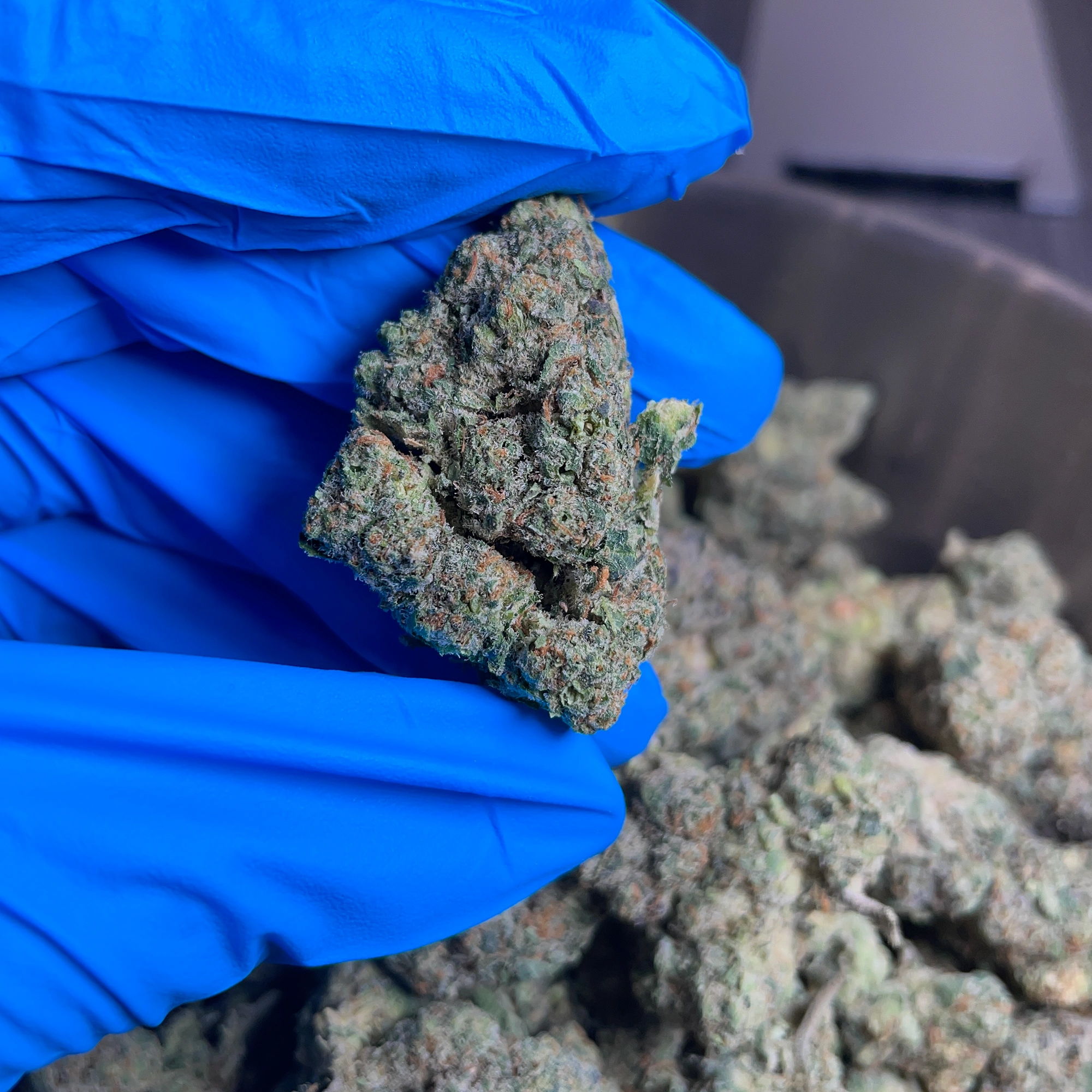 biscotti-bulk-flower-p biscotti bulk lb flower p