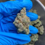 candy-biscuit-bulk-flower-1