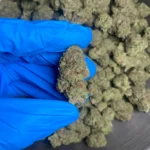 cereal milk bulk flower 3