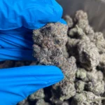 cream cake lb bulk flower