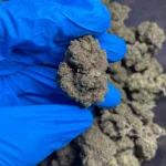 golden-goat-bulk-flower-3