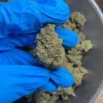 golden-goat-bulk-flower-3