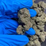 golden-goat-bulk-flower-3