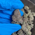 goriila-glue-bulk-flower