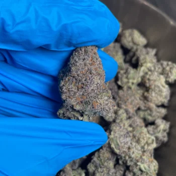 gorilla glue lb bulk flower