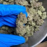gushers bulk flower 1