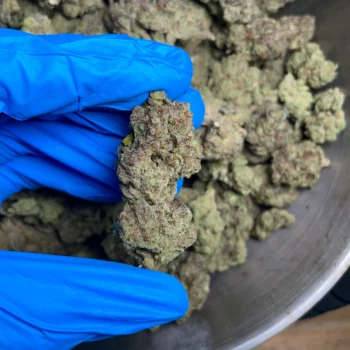 gushers bulk flower 1