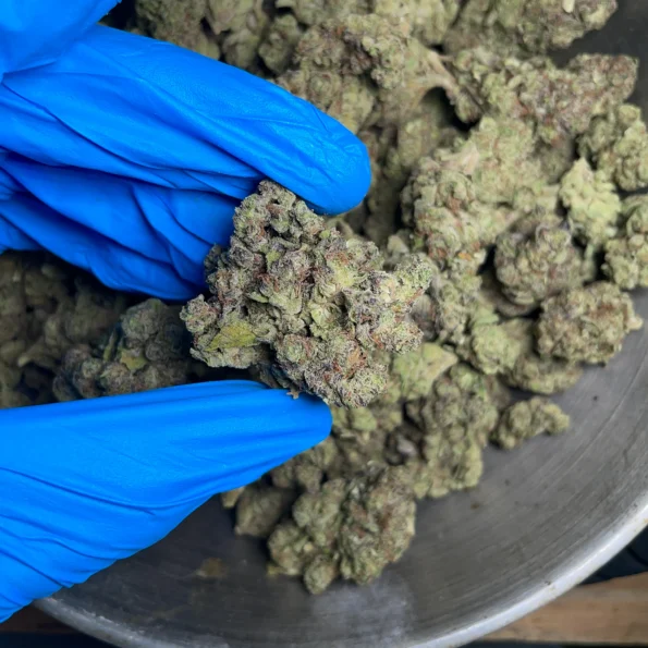 gusher bulk flower 2