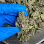 gusher-bulk-flower-1
