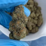 gusher bulk flower