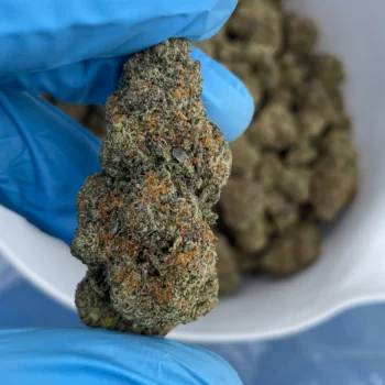 gusher bulk flower