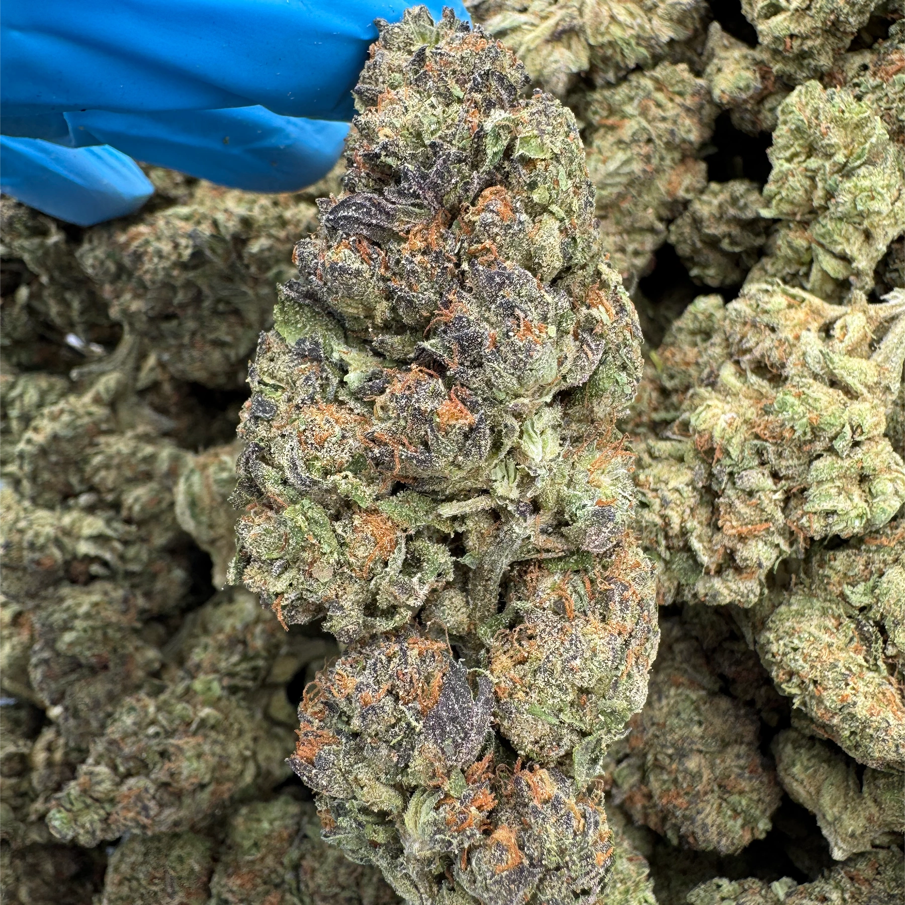 ice-cream-cake-bulk-flower ice cream cake bulk flower