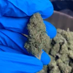 Lemon Cherry Gelato bulk bronze lb image