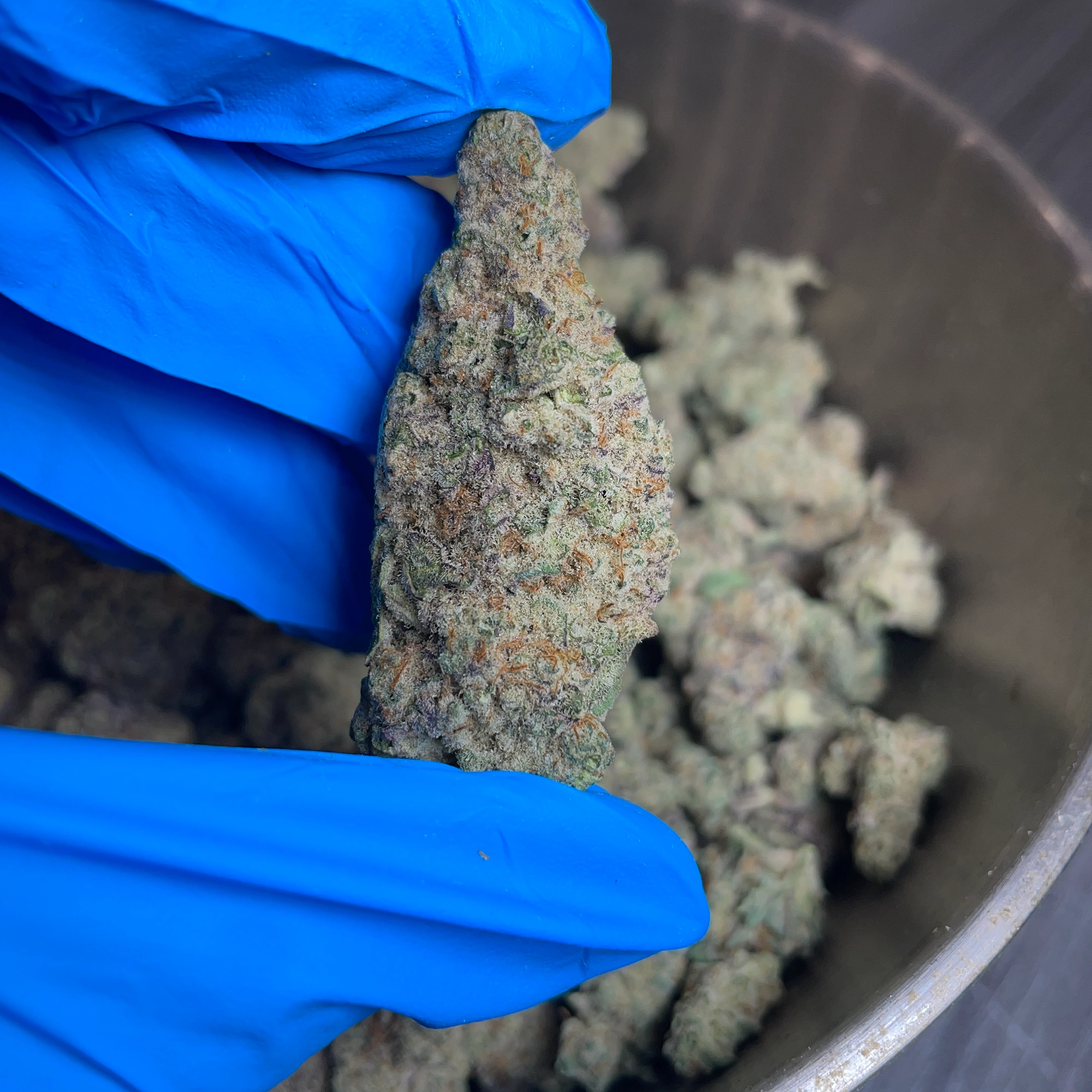 mac-bulk-flower-p mac bulk flower lb