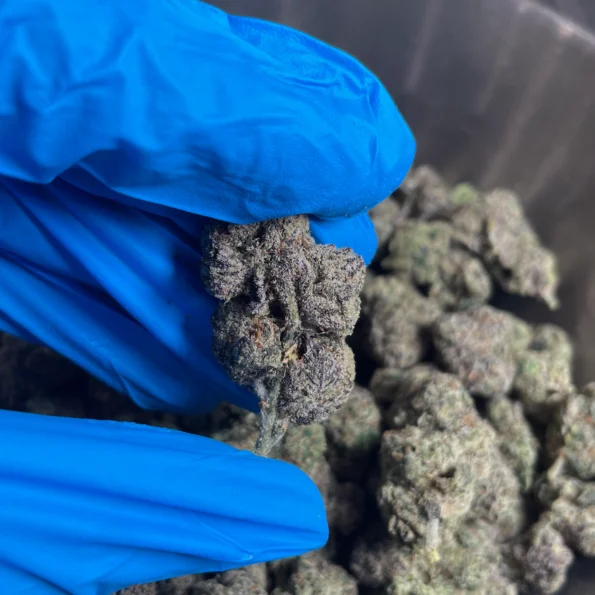 mochi gelato lb bulk flower