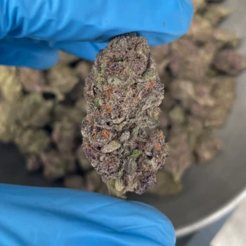 purple icc bulk flower p