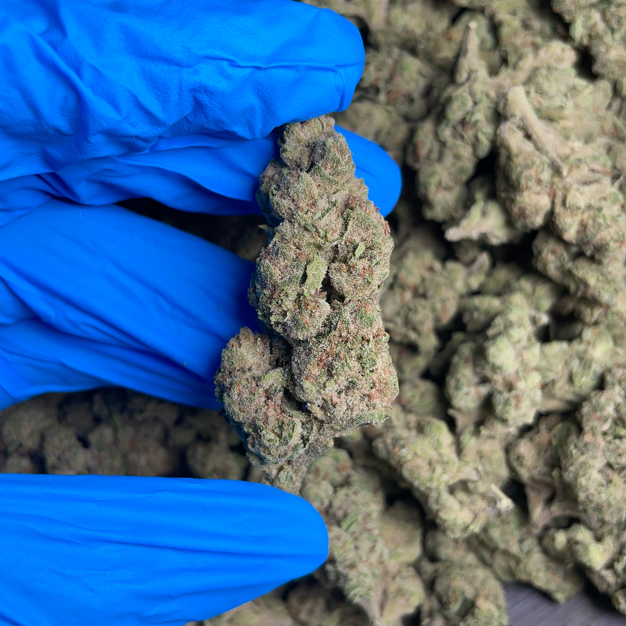 strawberry-cough-bulk-flower-1 strawberry cough bulk flower 1