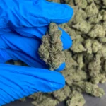 strawberry-cough-bulk-flower-3