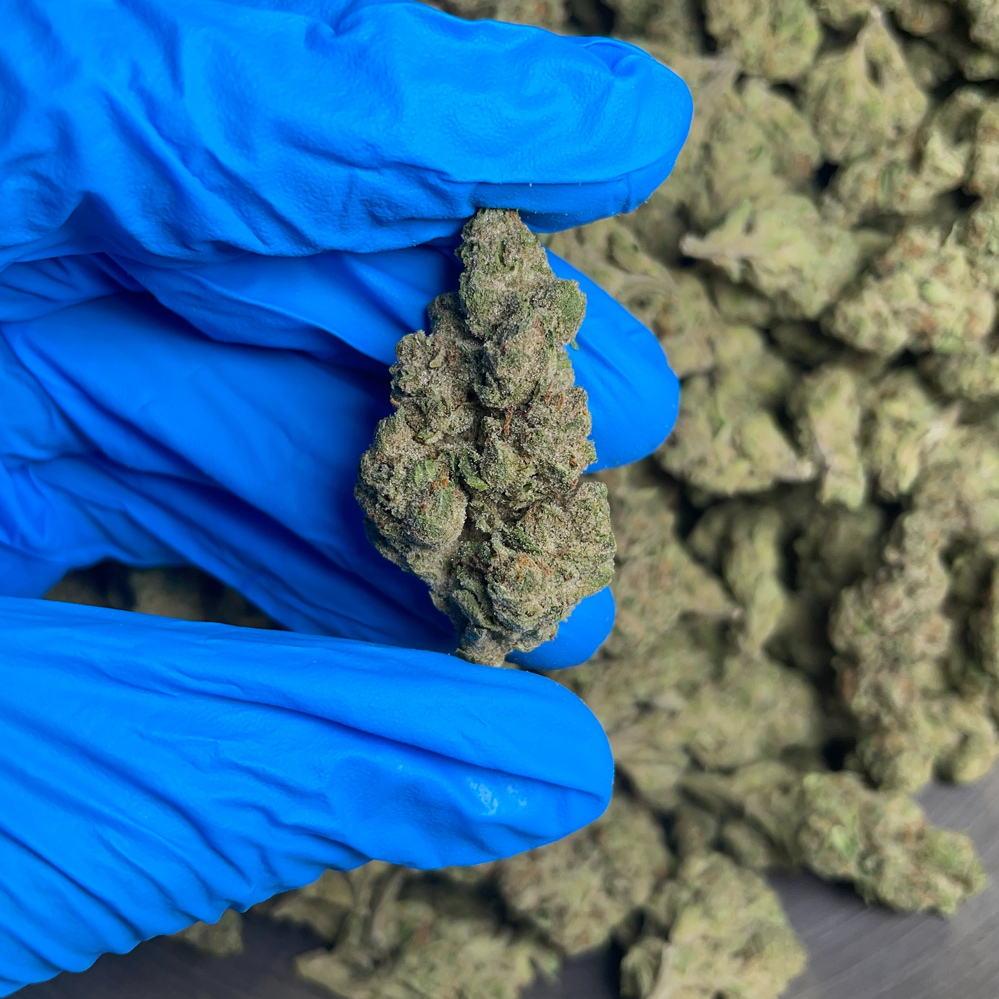 strawberry-cough-bulk-flower-2 strawberry cough bulk flower 2