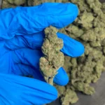 strawberry cough bulk flower 3
