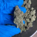 white widow flower 1