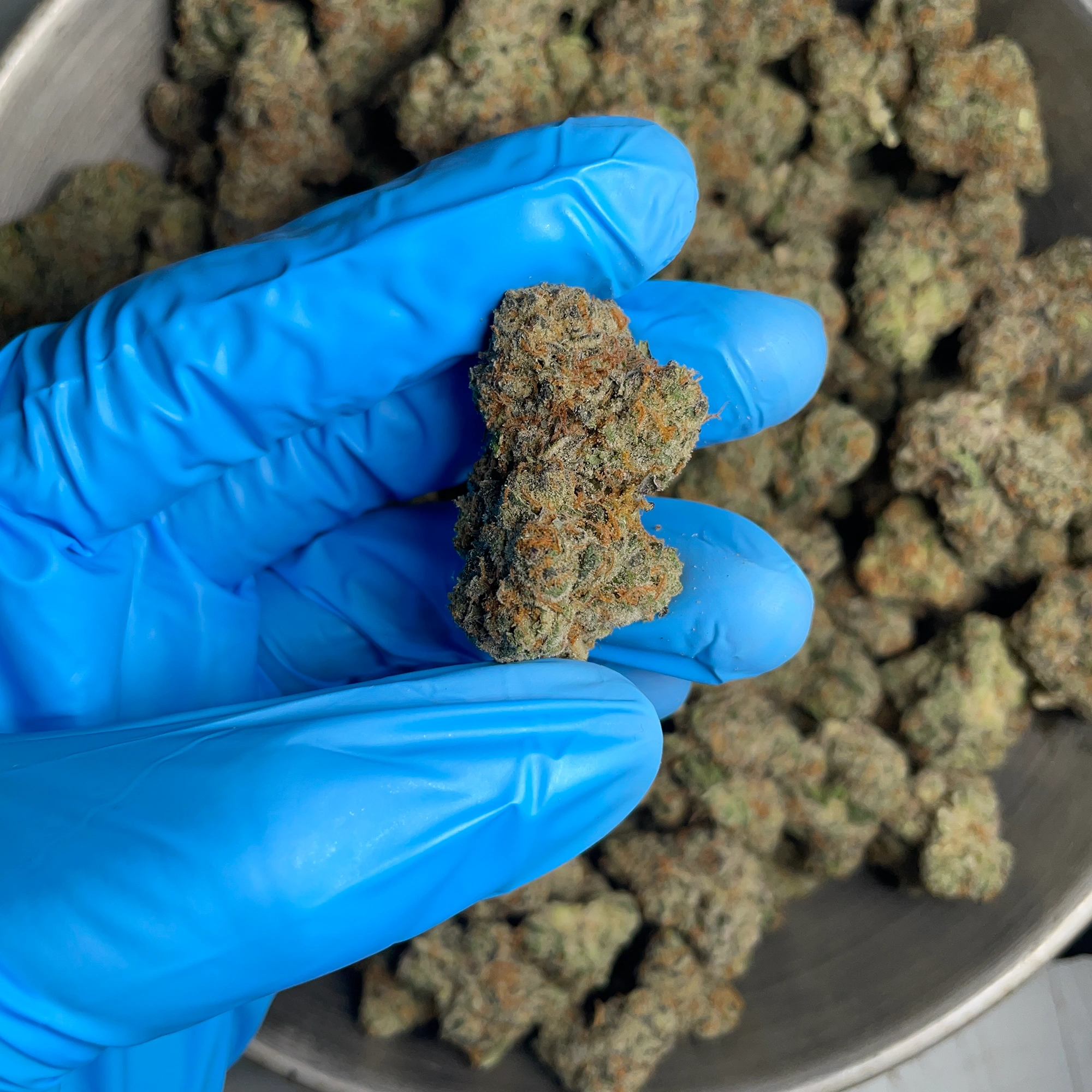 cadillac-bulk-flower-1 cadillac-rainbow-bulk-flower-1