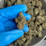 cadillac-rainbow-bulk-flower-2