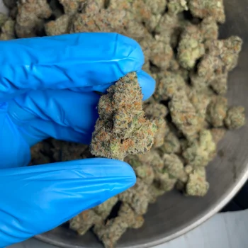 cadillac-rainbow-bulk-flower-3