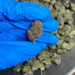 candy gas bulk flower 1