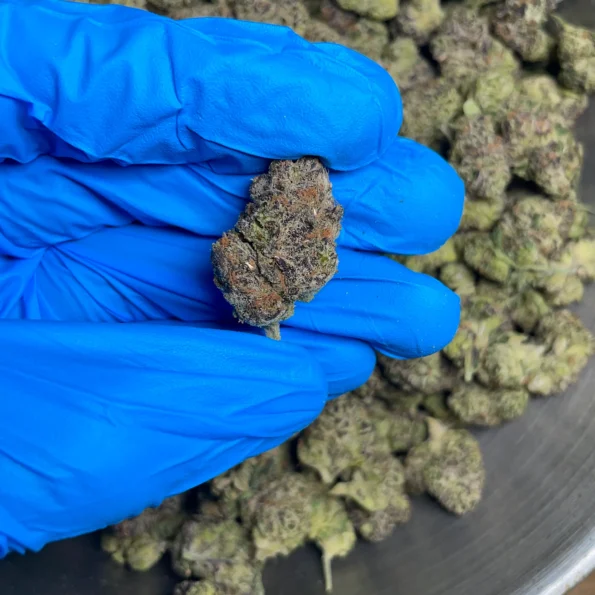 candy gas bulk flower 1