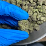 candy-gas-bulk-flower-1