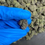 candy-gas-bulk-flower-1