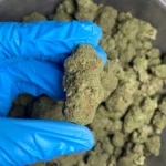 cinderella-99-bulk-flower-1