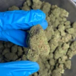 cinderella-99-bulk-flower-1