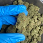 cinderella-99-bulk-flower-1