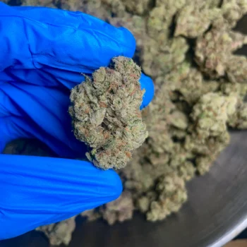 funnel cake bulk flower 1