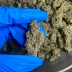 funnel-cake-bulk-flower-1