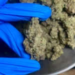 funnel-cake-bulk-flower-1