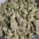 funnel-cake-bulk-flower-1