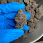 pink-runtz-bulk-flower-1